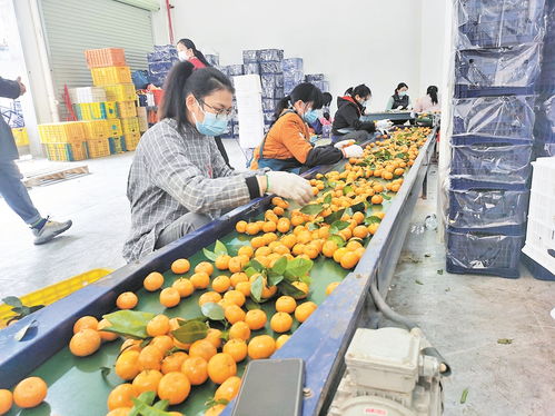 粤港澳大湾区肇庆 怀集 绿色农副产品集散基地农产品交易中心开业 为2000多商家提供流通新平台