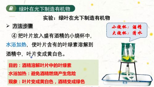 3.4 绿色植物是生物圈中有机物的制造者2023 2024学年七年级生物上学期同步精品课件 人教版 共27张ppt