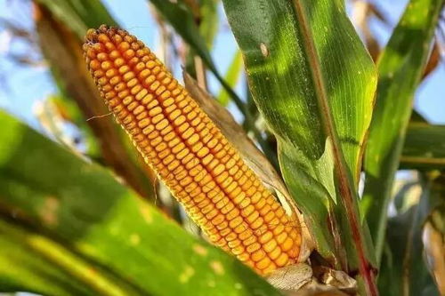 生活中有哪些食物来自于植物