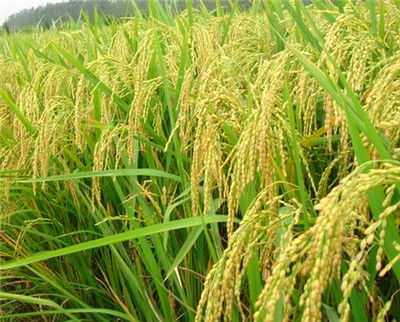 家禽养殖业税收减免政策汇总