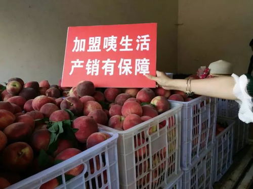 电商赋能，城固家禽“飞”向全国